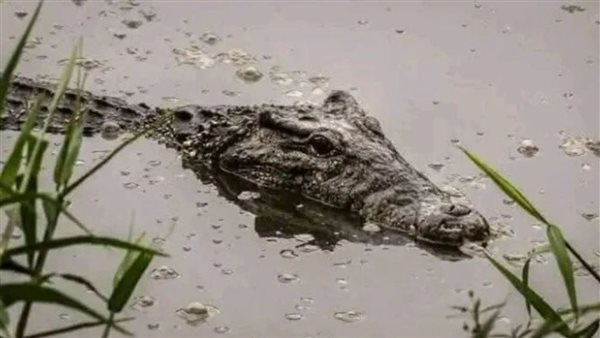 تمساح في مصرف بالشرقية