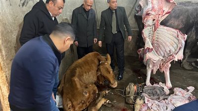 الخدمات البيطرية     