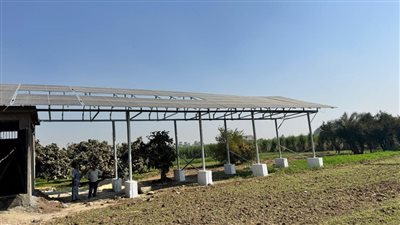 رى قصب السكر     