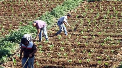 الأراضي الزراعية بالأوقاف     