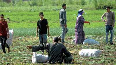 الأراضي الزراعية الوقف    