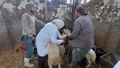 تحصين الماشية    