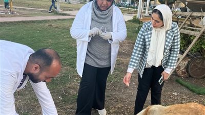 تعقيم كلاب الشوارع    