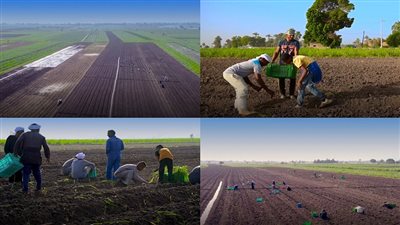 نظم الحياة الزراعية في مصر    