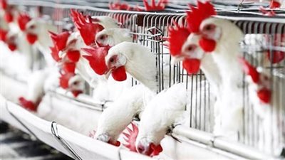 سعر الخضروات اليوم     