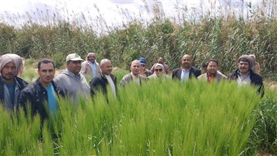 إنتاج التقاوى الزراعية     