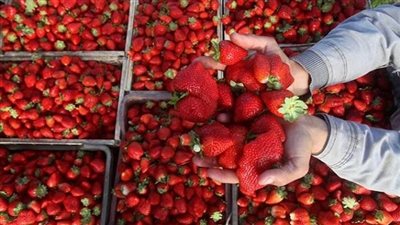 الصادرات الزراعية     