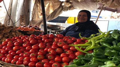 أسعار الطماطم في مصر    