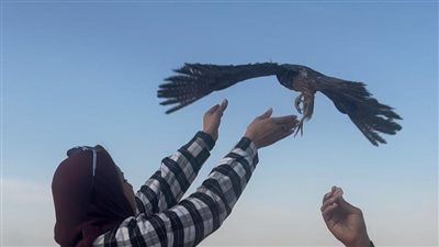 إطلاق الصقور     