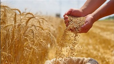 زيادة المساحة المنزرعة من القمح    