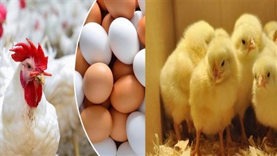 أسعار الدواجن في مصر    