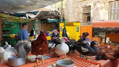 أسعار الدواجن في الأسواق    