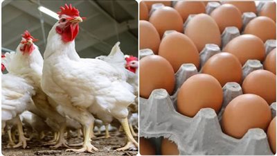 أسعار الدواجن في الأسواق    