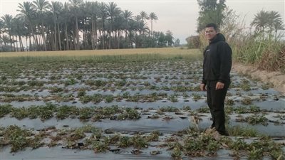 مزارع الفراولة     