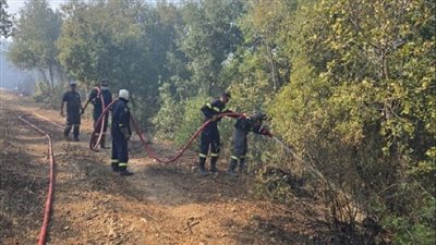 إبادة بيئية بلبنان    