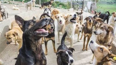 مكافحة الكلاب الضالة    