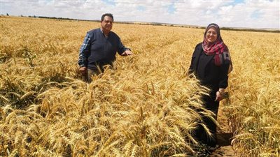زراعة القمح     