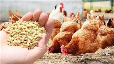 الدواجن وحبوب الحمل    