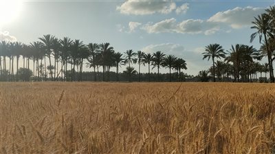 توريد القمح     