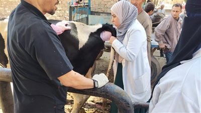 حملات بيطرية     