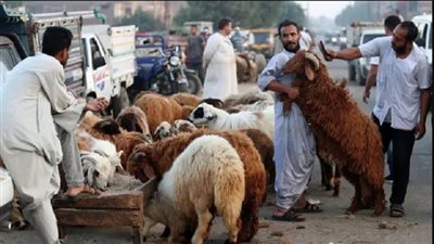 اضحية العيد في مصر    