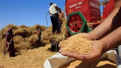اكتفاء مصر من القمح    