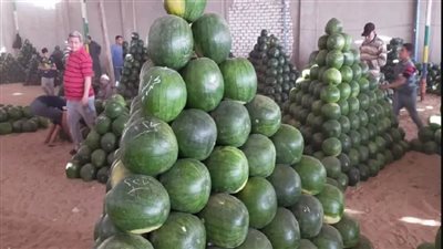 البطيخ المسرطن    