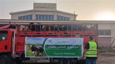 عجول الأضاحي     