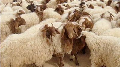 شادر الخراف الحية - أرشيفية     