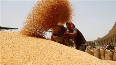 مصر تستورد القمح    