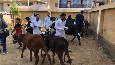 تحصين الماشية     
