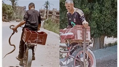 صائد الكوبرا    