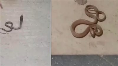 صورة من الفيديو المتداول    
