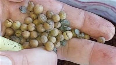 بن مغشوش بالبسلة    