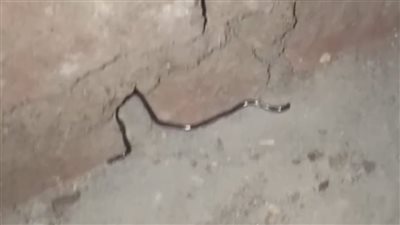 الثعبان     