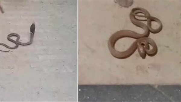 صورة من الفيديو المتداول    