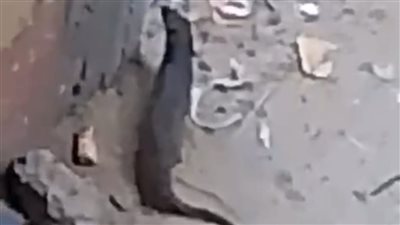 حيوان برى     
