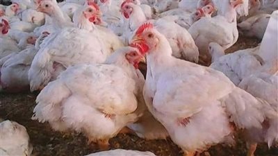 الفراخ     