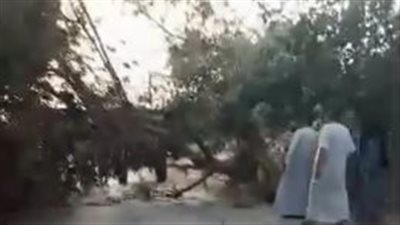 سقوط شجرة     