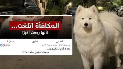 «سكرا» تعود إلى صاحبتها بعد 3 أيام من الاختفاء     