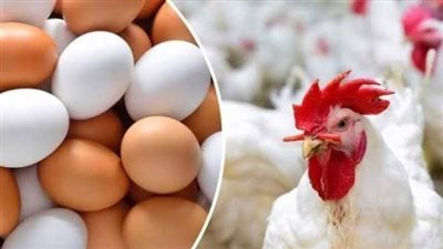 أسعار البيض والفراخ    