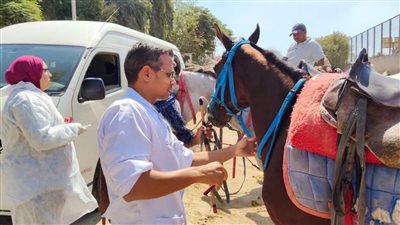 فحص الخيول     